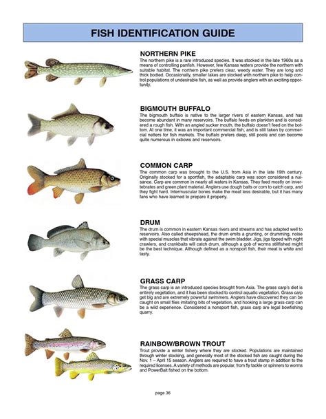 kansas fish and game|ks fish and game license.